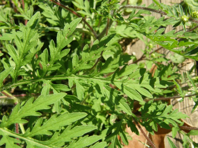 Common Ragweed