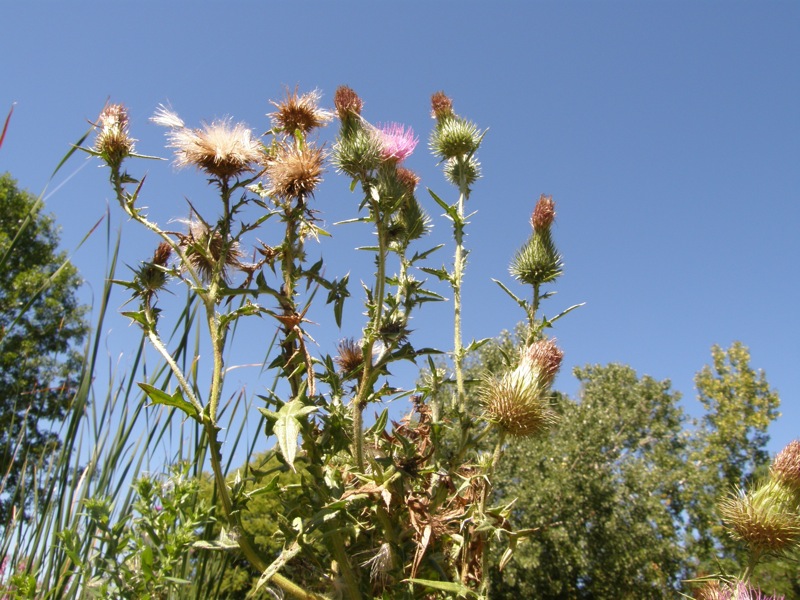 Bull Thistle