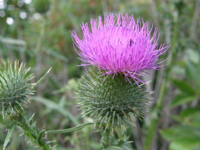 Bull Thistle
