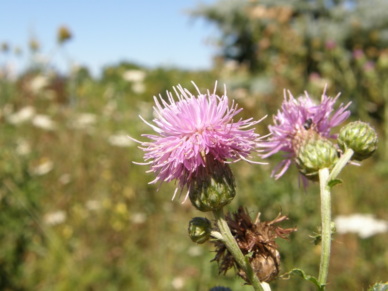 Canada Thistle