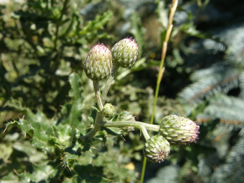 Canada Thistle
