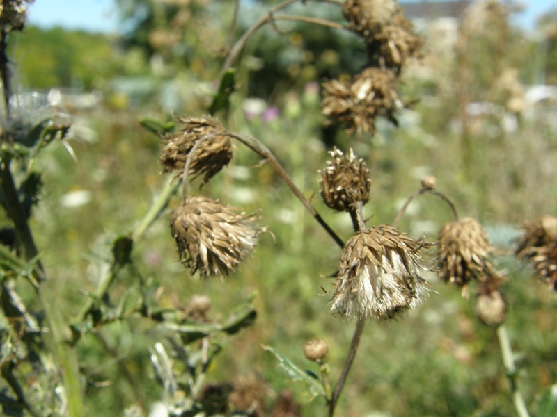 Canada Thistle
