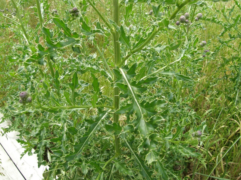 Canada Thistle
