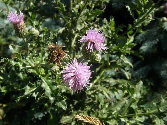 Canada Thistle