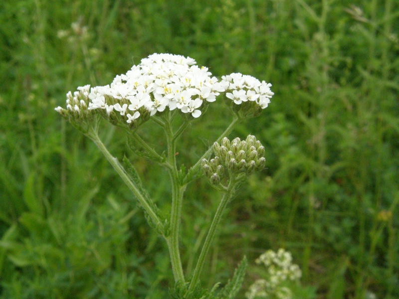 Common Yarrow