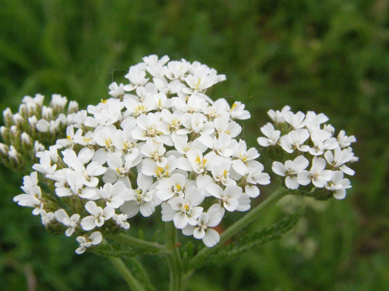 Common Yarrow