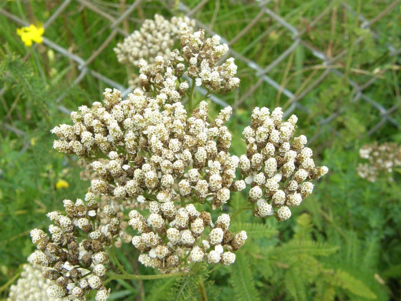 Common Yarrow