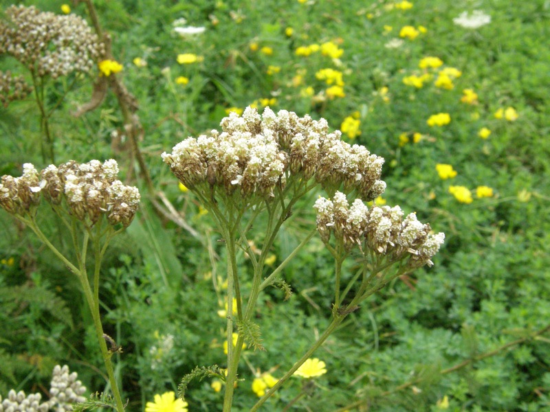 Common Yarrow