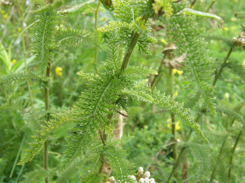 Common Yarrow