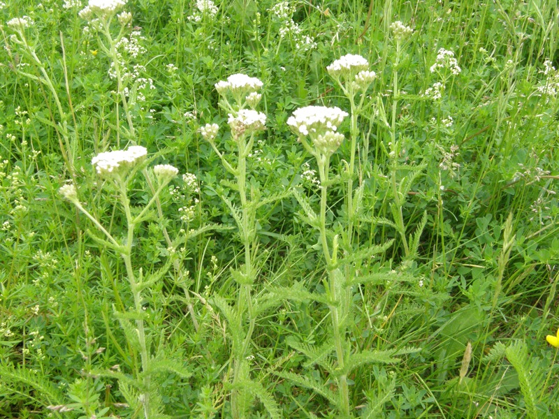 Common Yarrow