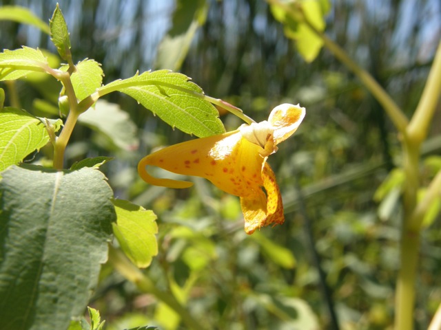 Orange Touch-me-not