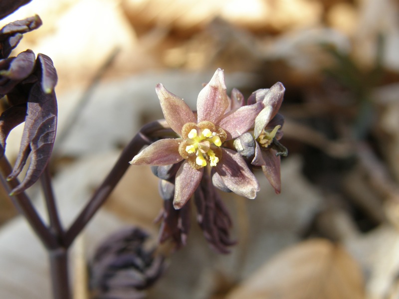 Blue Cohosh