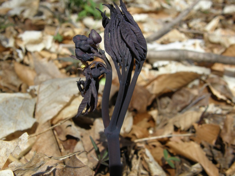 Blue Cohosh