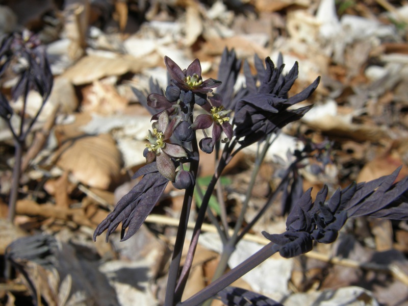 Blue Cohosh
