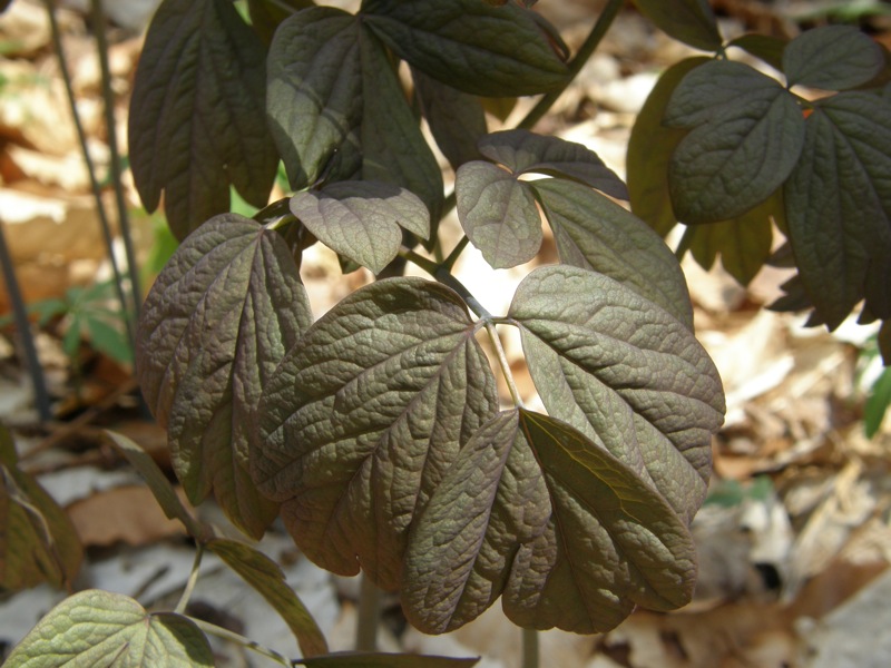 Blue Cohosh
