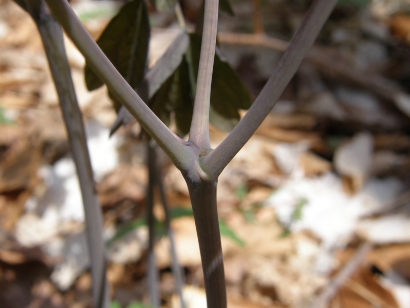 Blue Cohosh