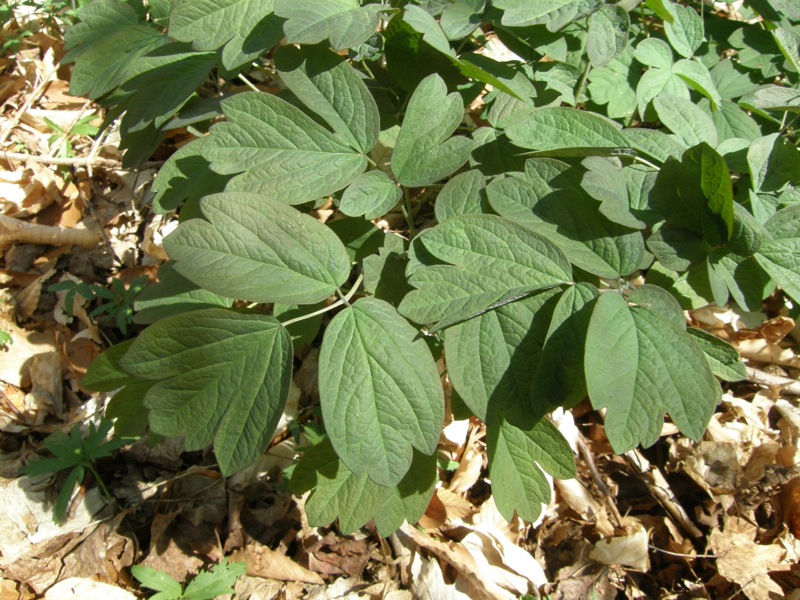 Blue Cohosh