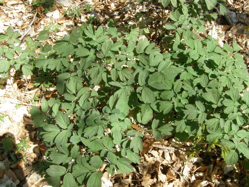 Blue Cohosh