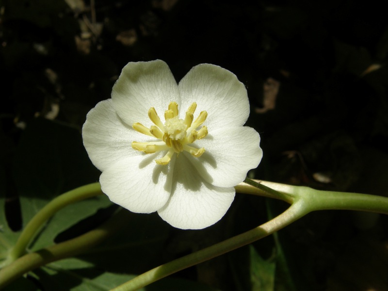 Mayapple