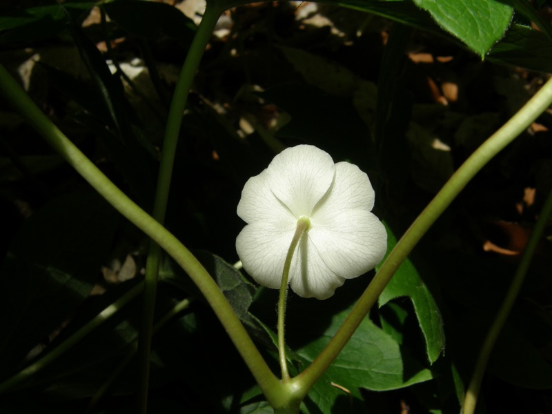 Mayapple