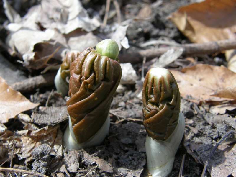 Mayapple