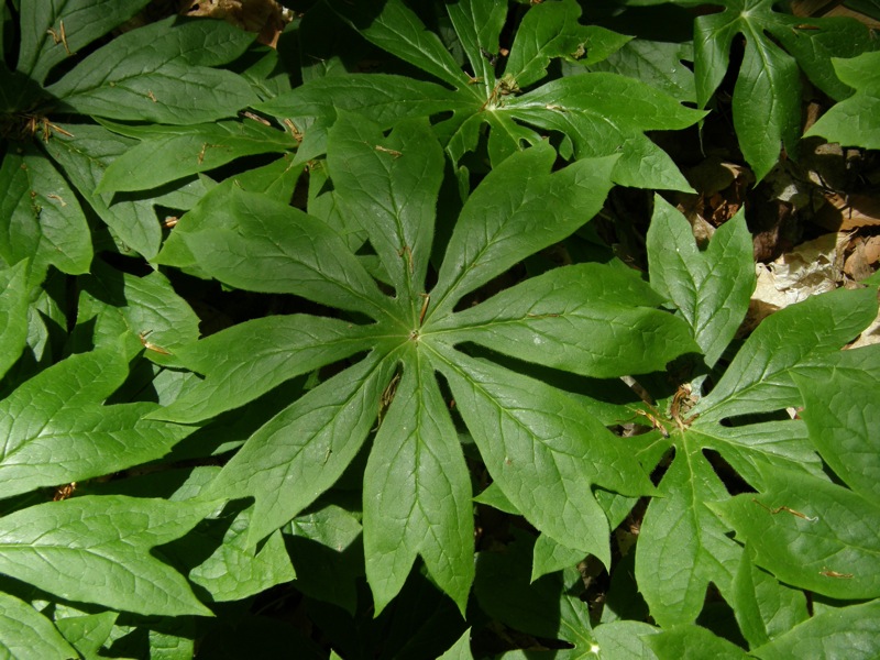 Mayapple