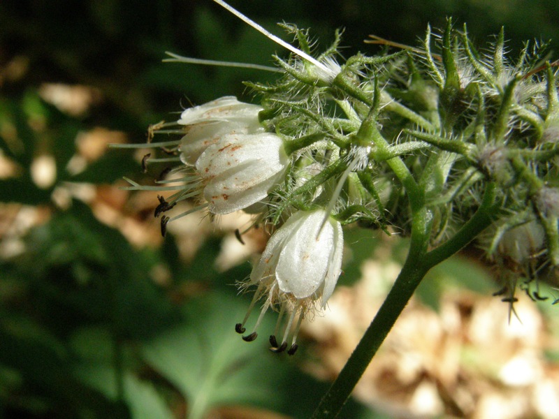 Virginia Waterleaf