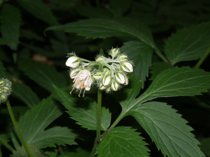 Virginia Waterleaf