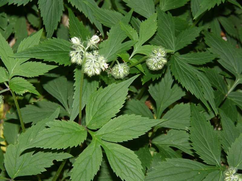 Virginia Waterleaf