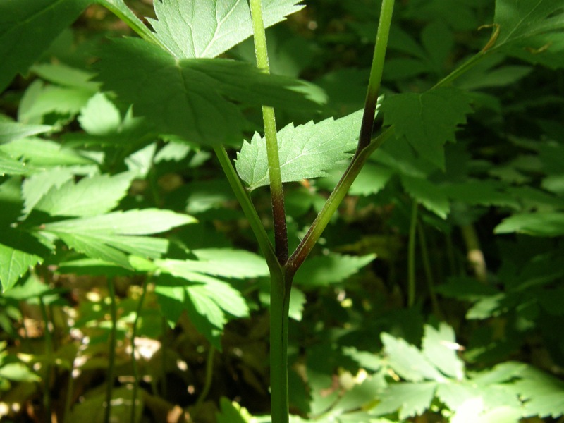 Virginia Waterleaf