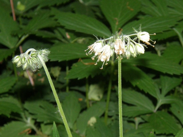 Virginia Waterleaf