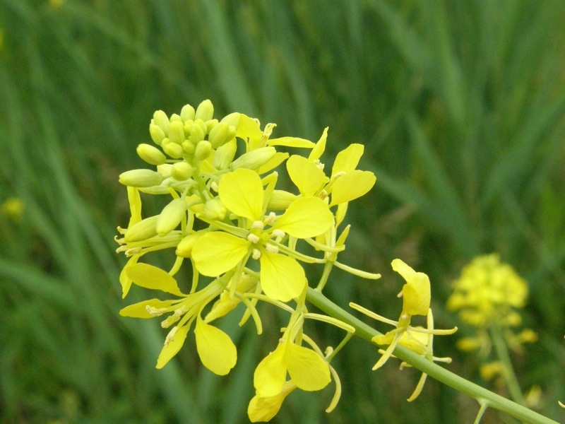Black Mustard