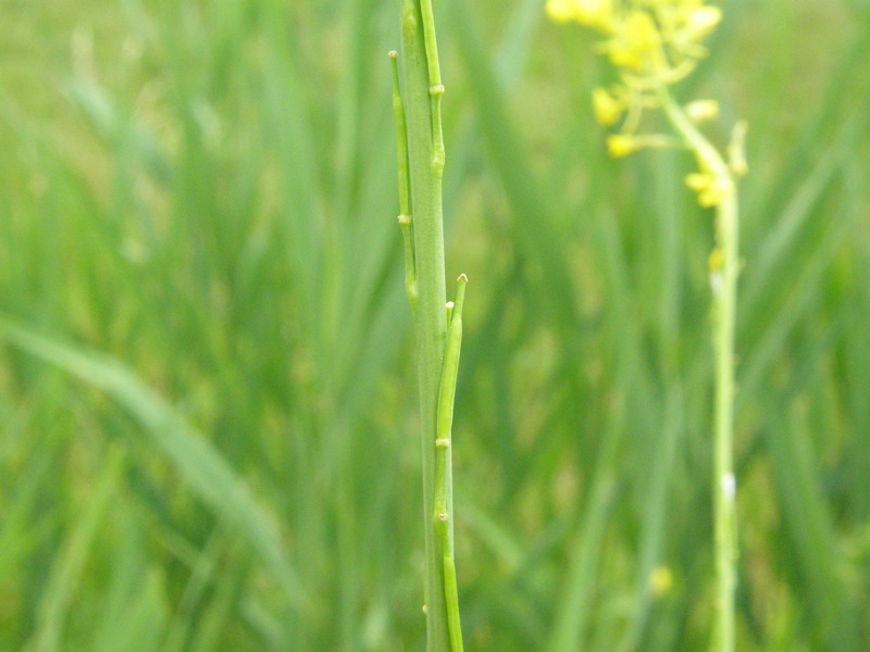 Black Mustard