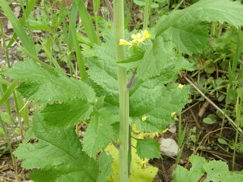 Black Mustard