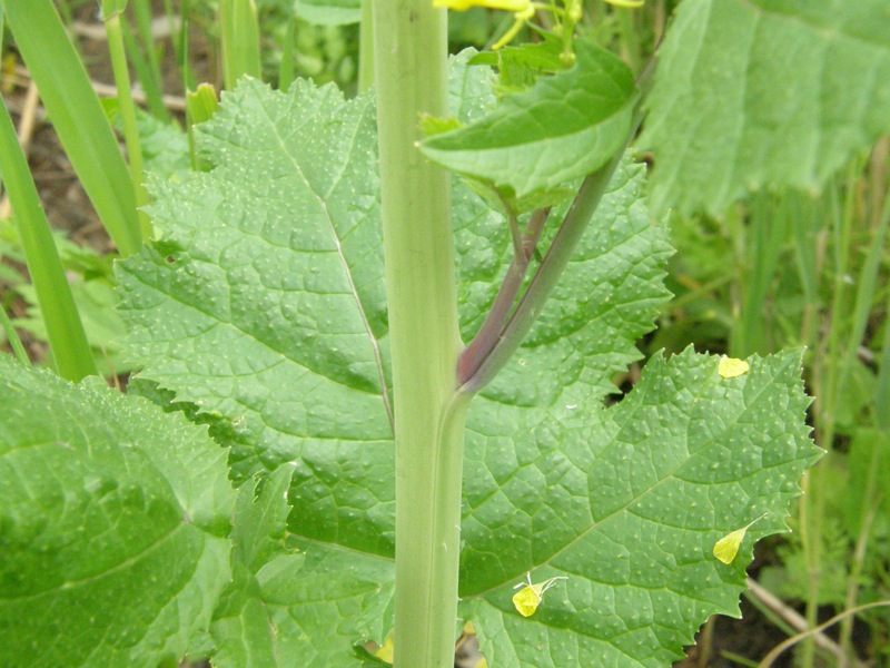 Black Mustard