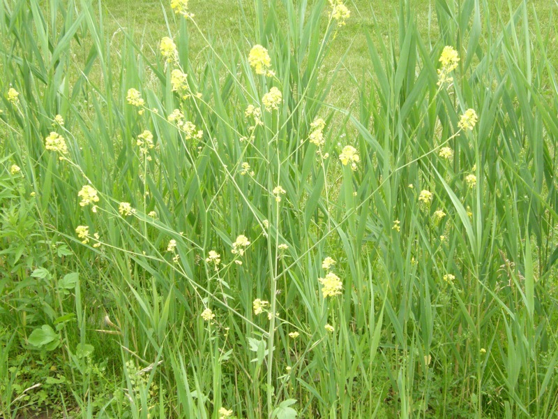 Black Mustard