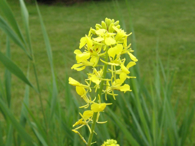 Black Mustard