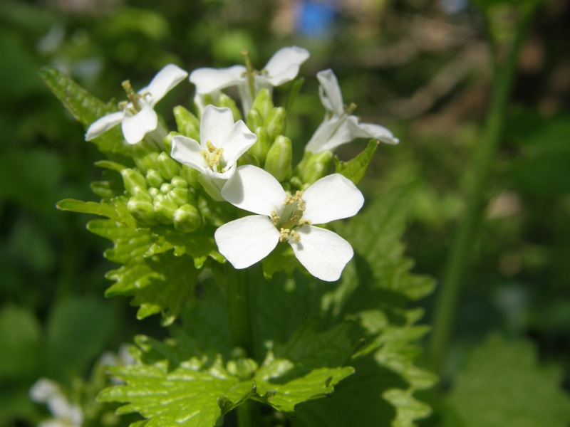 Garlic Mustard