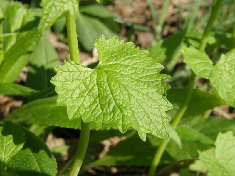 Garlic Mustard