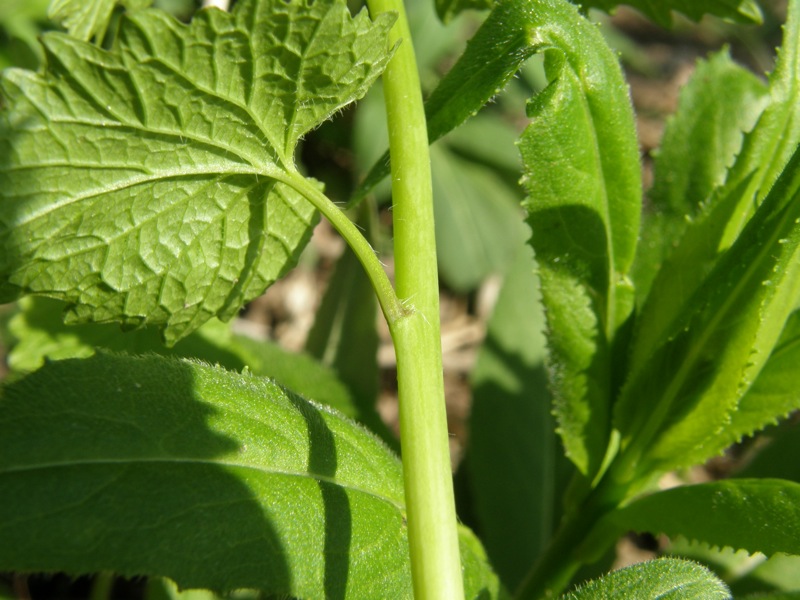 Garlic Mustard