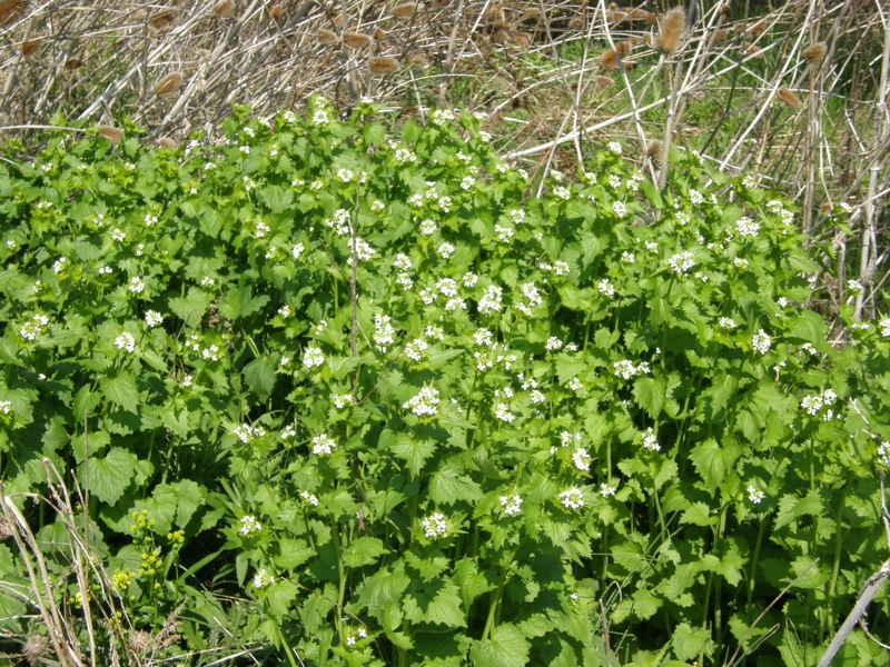Garlic Mustard