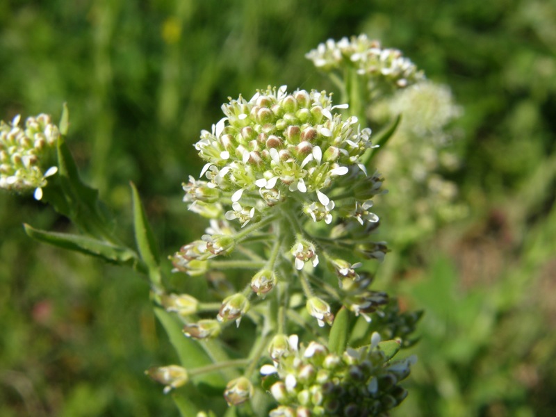 Field Peppergrass