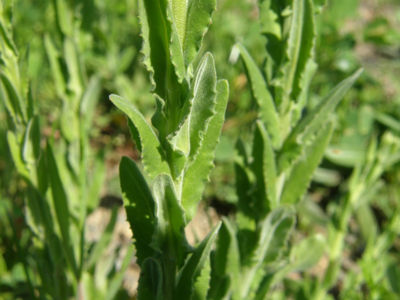 Field Peppergrass