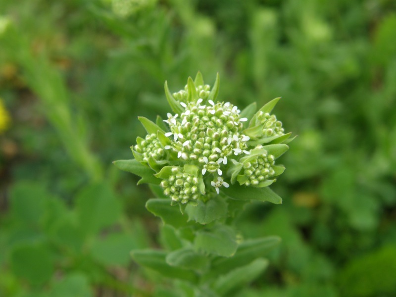 Field Peppergrass