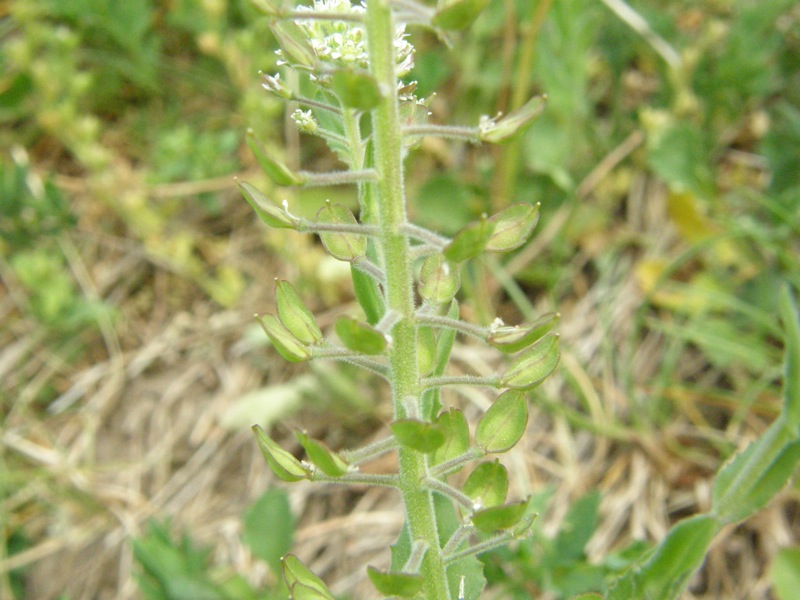 Field Peppergrass