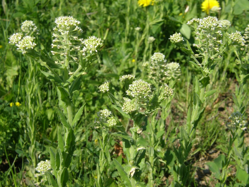Field Peppergrass