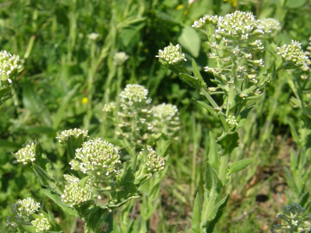 Field Peppergrass