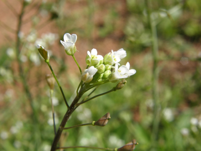 Shepherd's Purse