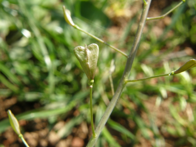 Shepherd's Purse