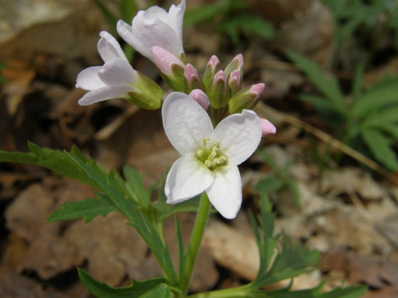 Cutleaf Toothwort